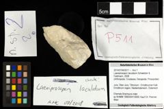 Foto (Objekt + Etiketten) von Laeviprosopon laculatum (Schweitzer & Feldmann, 2008) 